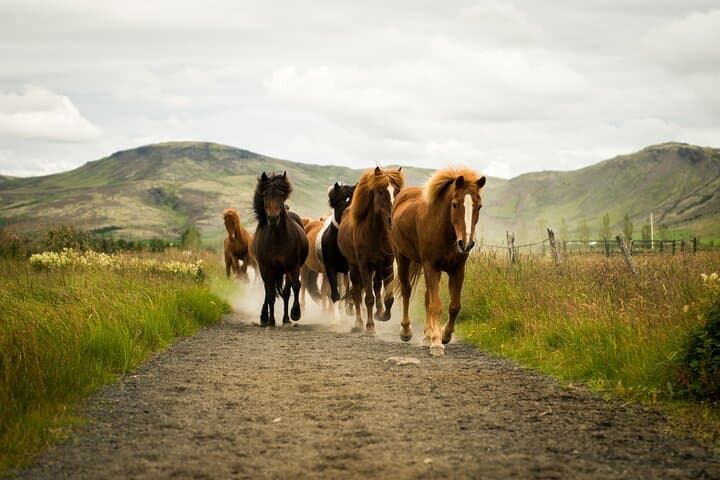 Horse Riding in Reykjadalur: Family-Friendly Smoky Valley Ride from Reykjavik