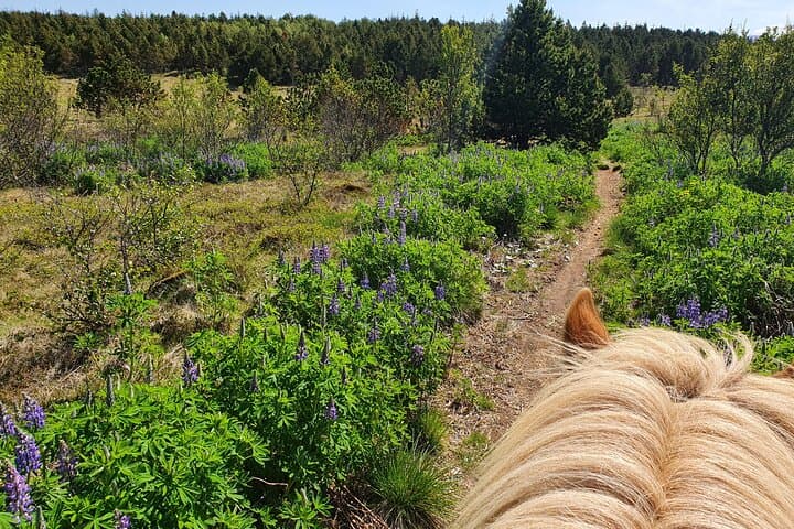 Ride the Red Lava Fields: Icelandic Horse Tour from Reykjavík photo 5