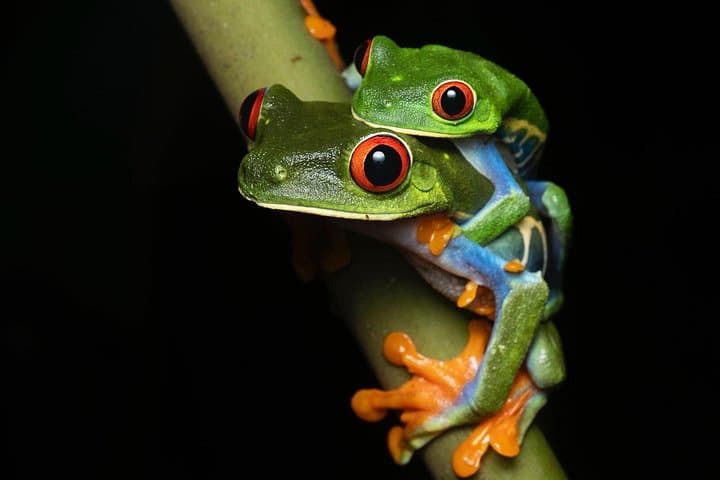 Sarapiqui Night Frog Expedition: Costa Rica Rainforest Amphibian Tour