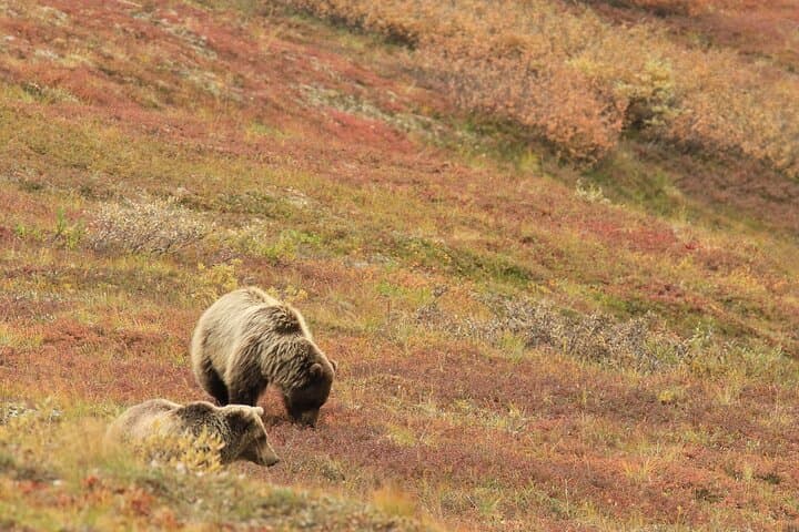 Alaska Fall Colors & Northern Lights: 5-Day Fairbanks Escape photo 3