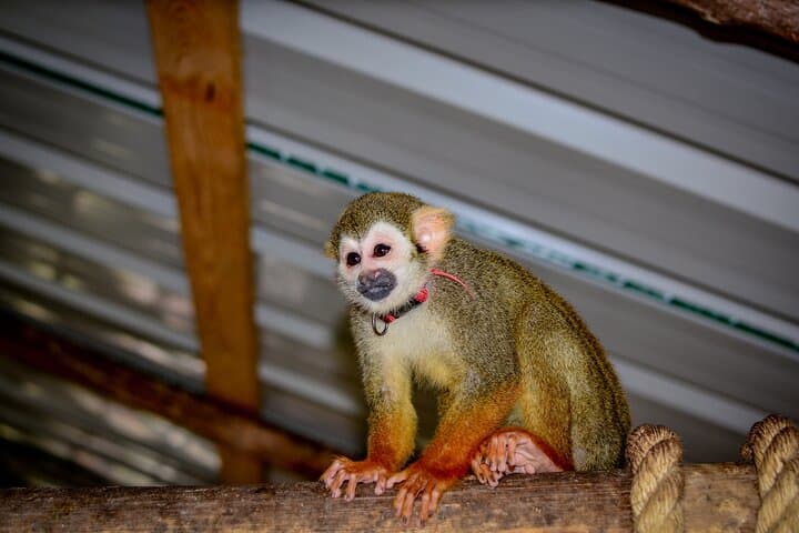 Punta Cana Monkey Sanctuary, Cenote & Plantation Tour — Coffee, Monkeys & a Cool Swim photo 3