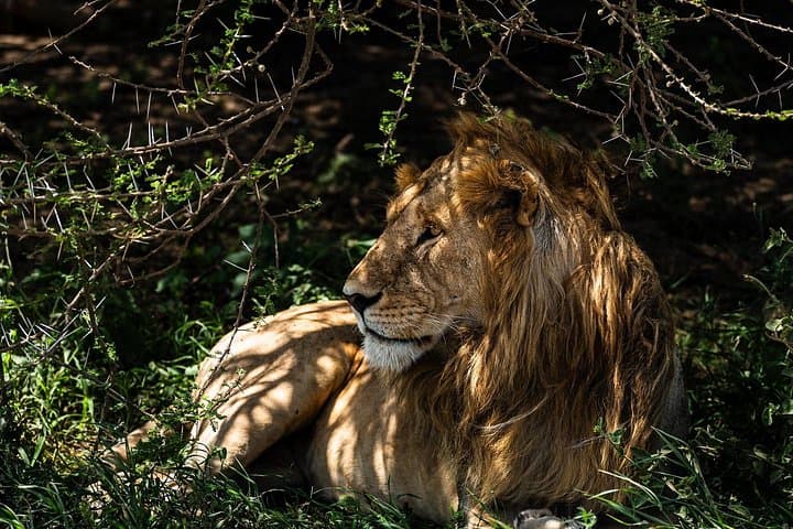 2-Day Tarangire & Lake Manyara Safari from Arusha — Elephants, Baobabs & Tree-Climbing Lions photo 3