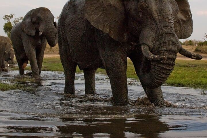 Victoria Falls and Chobe: 4-Day Cross-Border Safari & Falls Adventure photo 4