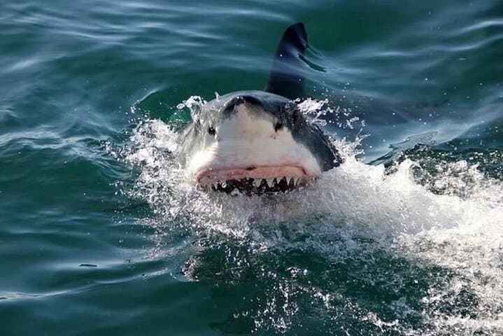 Shark Cage Diving & Wine Tasting Day Trip from Cape Town photo 5