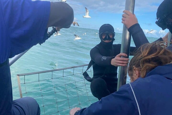 Shark Cage Diving & Wine Tasting Day Trip from Cape Town