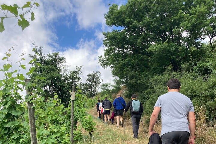 Hiking and Wine Between Côte-Rôtie and Condrieu: Rhône Valley Vineyard Walk