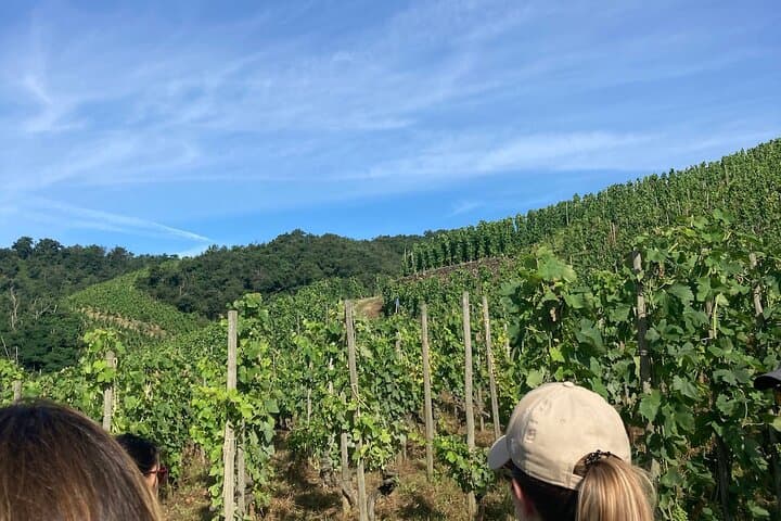 Hiking and Wine Between Côte-Rôtie and Condrieu: Rhône Valley Vineyard Walk photo 3