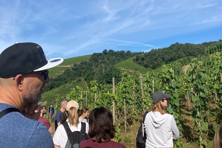 Hiking and Wine Between Côte-Rôtie and Condrieu: Rhône Valley Vineyard Walk photo 4