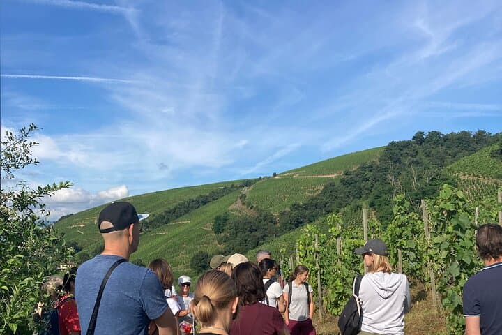 Hiking and Wine Between Côte-Rôtie and Condrieu: Rhône Valley Vineyard Walk photo 5