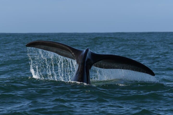 Hermanus Whale Watching and Benguela Wine Tasting: Shoreline-to-Sea Experience