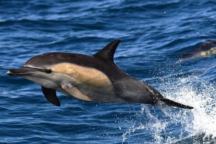 Hermanus Whale Watching and Benguela Wine Tasting: Shoreline-to-Sea Experience photo 5