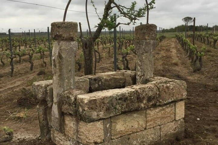 Negroamaro Vineyard Tour Near Lecce — Alberello Vines, Gaudí-Style Hermitage & Tasting photo 3