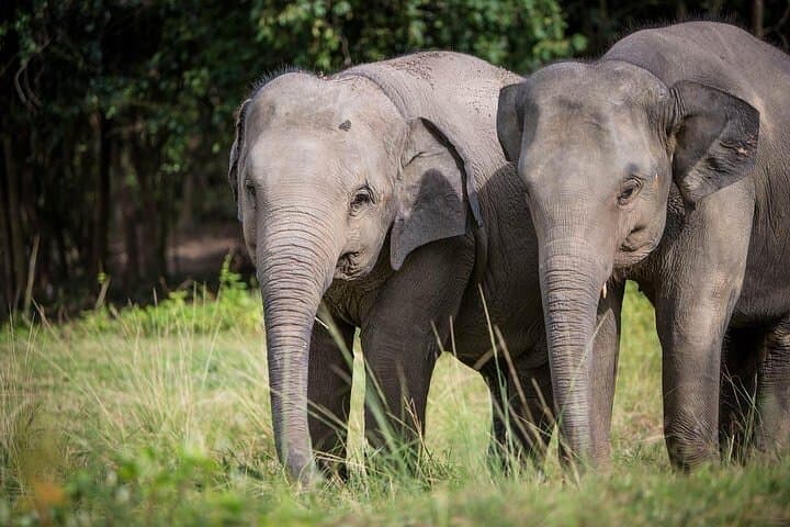 Half-Day Ethical Elephant Sanctuary Experience in Koh Samui
