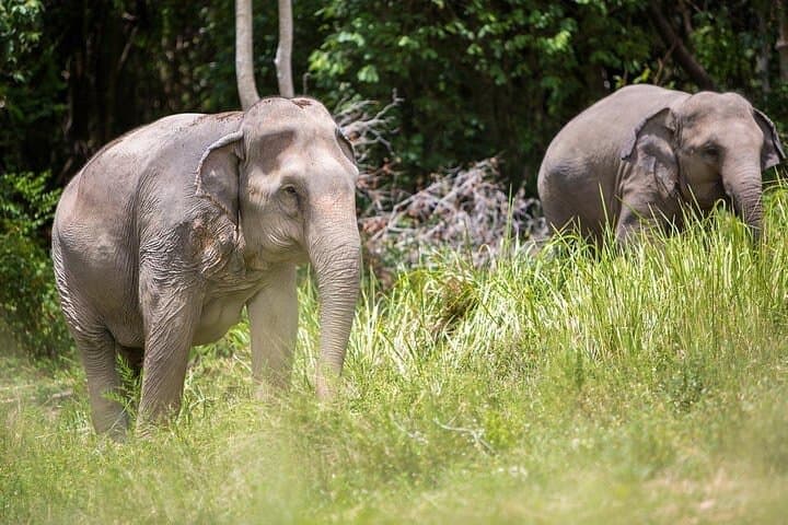 Half-Day Ethical Elephant Sanctuary Experience in Koh Samui photo 2
