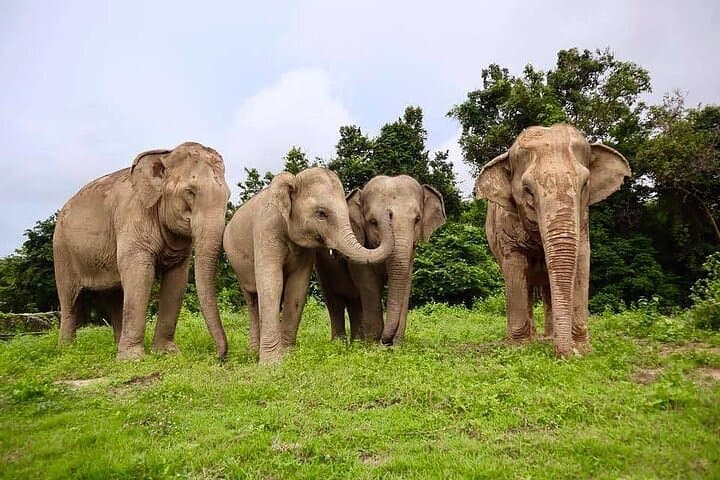 Half-Day Ethical Elephant Sanctuary Experience in Koh Samui photo 3