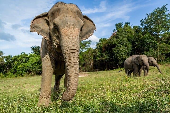 Half-Day Ethical Elephant Sanctuary Experience in Koh Samui photo 4