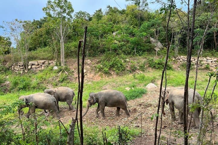 Half-Day Ethical Elephant Sanctuary Experience in Koh Samui photo 6