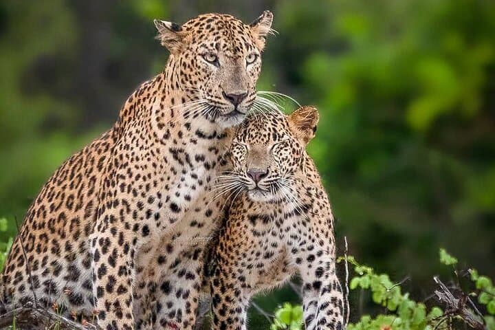 Yala Safari Experience: Full-Day Wildlife Drive to See Sri Lanka's Leopards photo 1