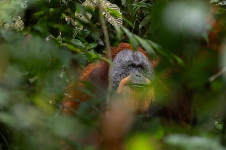 Ethical Jungle Trek in Bukit Lawang — 1-Day Orangutan & Rainforest Adventure photo 1