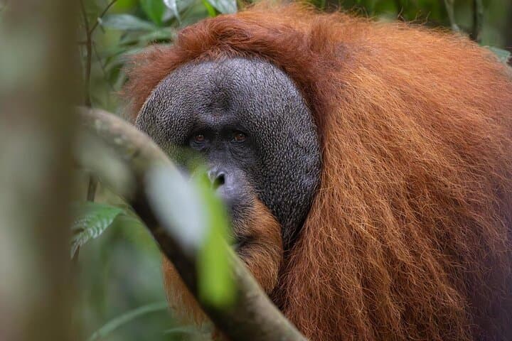 Ethical Jungle Trek in Bukit Lawang — 1-Day Orangutan & Rainforest Adventure photo 2