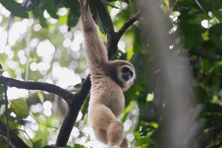 Ethical Jungle Trek in Bukit Lawang — 1-Day Orangutan & Rainforest Adventure photo 3
