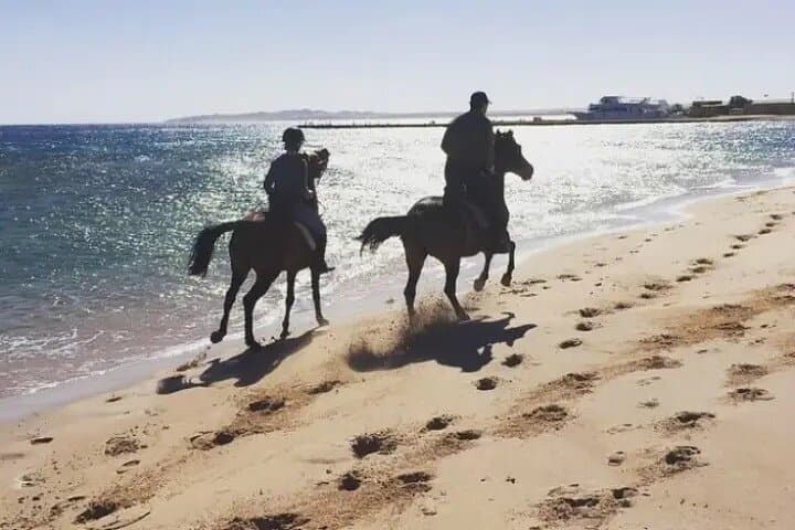 Where Dunes Meet Waves: 2‑Hour Horseback Ride in Hurghada photo 6