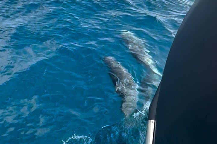 Historic Tugboat Tour to Tavolara and Molara — Dolphin Watching & Snorkeling photo 3