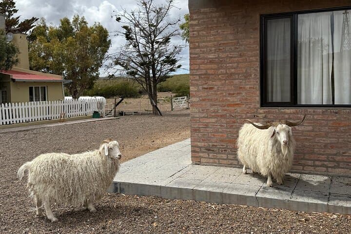 Puerto Madryn 4x4 Ranch Off-Road Day: Dunes, Cliffs & Estancia Lunch photo 2