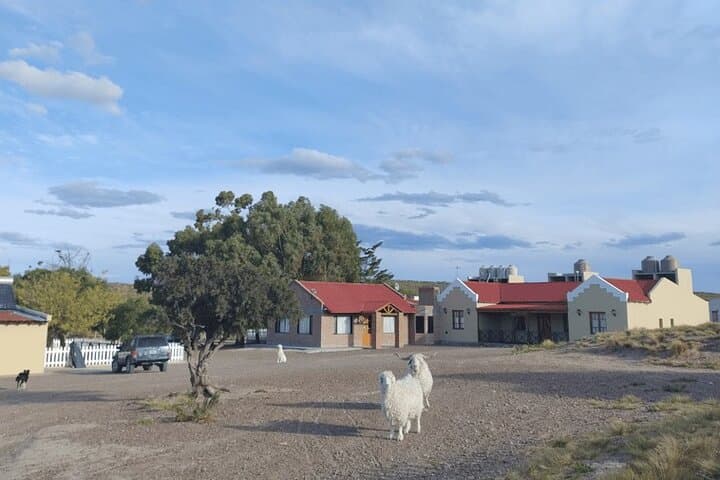 Puerto Madryn 4x4 Ranch Off-Road Day: Dunes, Cliffs & Estancia Lunch