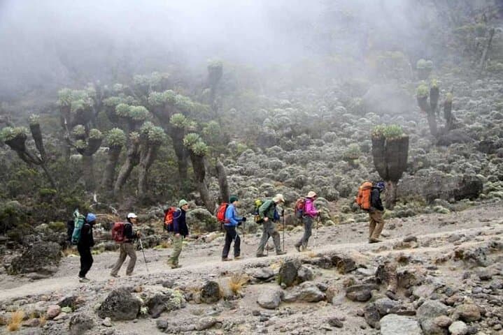 Conquer Kilimanjaro via Umbwe: 6-Day Summit Climb to Uhuru Peak photo 6