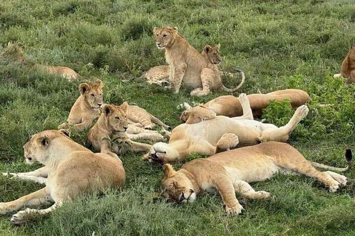4-Day Tarangire, Serengeti & Ngorongoro Safari from Arusha photo 3