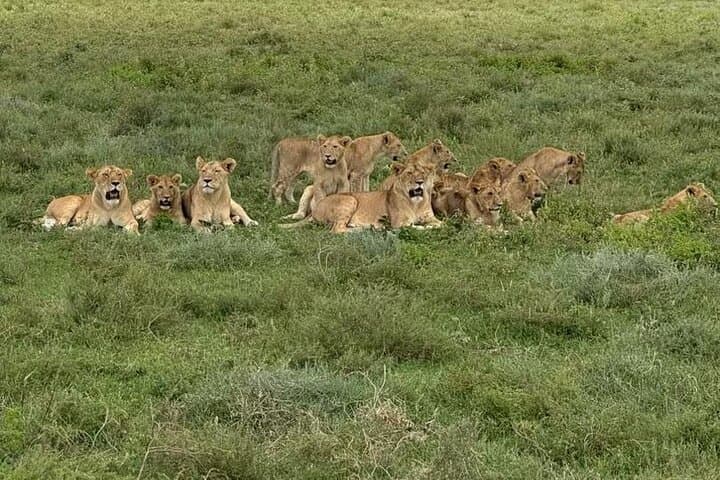 4-Day Tarangire, Serengeti & Ngorongoro Safari from Arusha photo 4