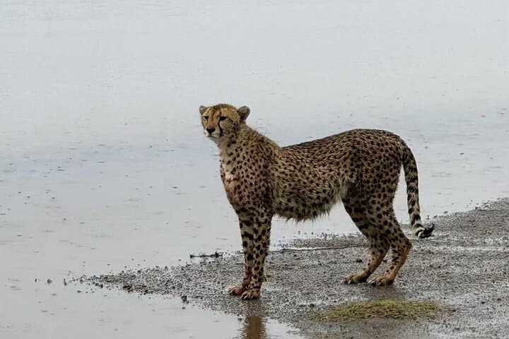 4-Day Tarangire, Serengeti & Ngorongoro Safari from Arusha photo 2