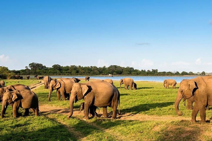 Best of Sri Lanka: 5-Day Private Cultural & Wildlife Tour from Sigiriya to Ella photo 4