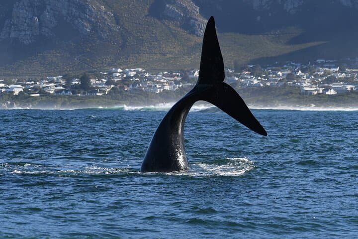 Hermanus Whale Watching and Benguela Wine Tasting: Shoreline-to-Sea Experience photo 6