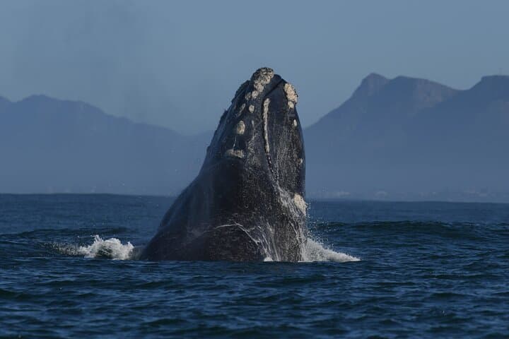 Hermanus Whale Watching and Benguela Wine Tasting: Shoreline-to-Sea Experience photo 3