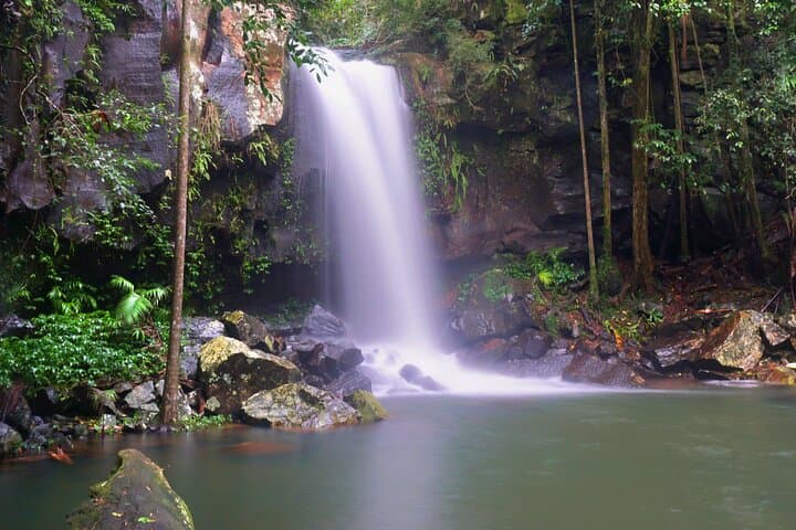Koalas, Glow Worms & Kangaroos: Nocturnal Rainforest Walk in the Gold Coast Hinterland