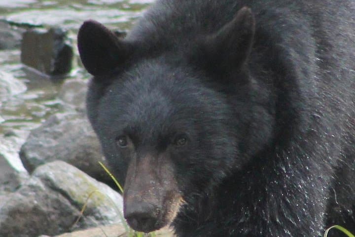 Private 2-Hour Ketchikan Tour with Tlingit Hosts — Totems, Wildlife & Shoreline photo 1