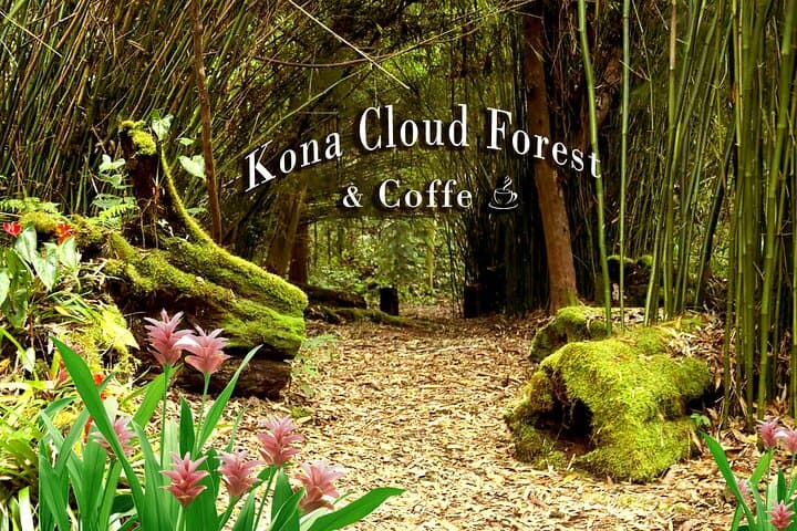Kona Cloud Forest, Coffee & Sea Turtles: Half-Day Shore Excursion from Kailua-Kona