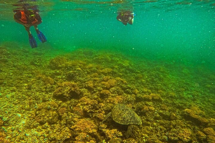 Balandra Beach Snorkel with Sea Lions — La Paz Day Trip from Pichilingue photo 4
