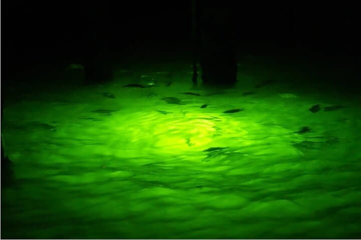 Naples Night Fishing Trips: Catch Snook, Redfish & Tarpon Under the Stars photo 2