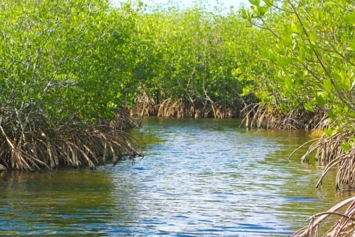 Half-Day Backwater Fishing in Naples: Tarpon, Redfish & Snook in Mangrove Channels photo 2