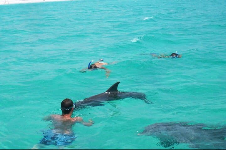 Panama City Beach Dolphin Swim and Shell Island Snorkel Tour