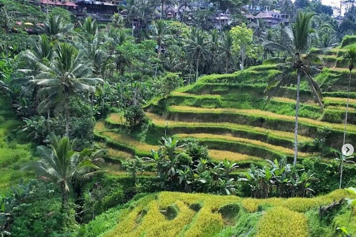 Ubud Rice Terraces, Tirta Empul & Hidden Waterfalls Day Tour photo 6