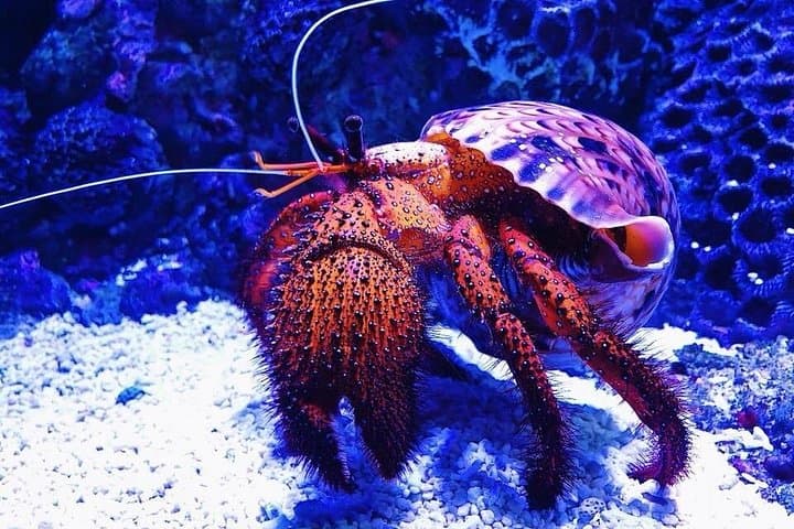 Cairns Combo: Tomb of the Pharaohs and Cairns Aquarium — Complete Visitor Guide photo 3