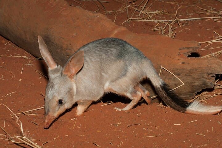 Dryandra Night Safari: Barna Mia Wildlife Tour with Forest Dinner & Stargazing from Perth photo 2