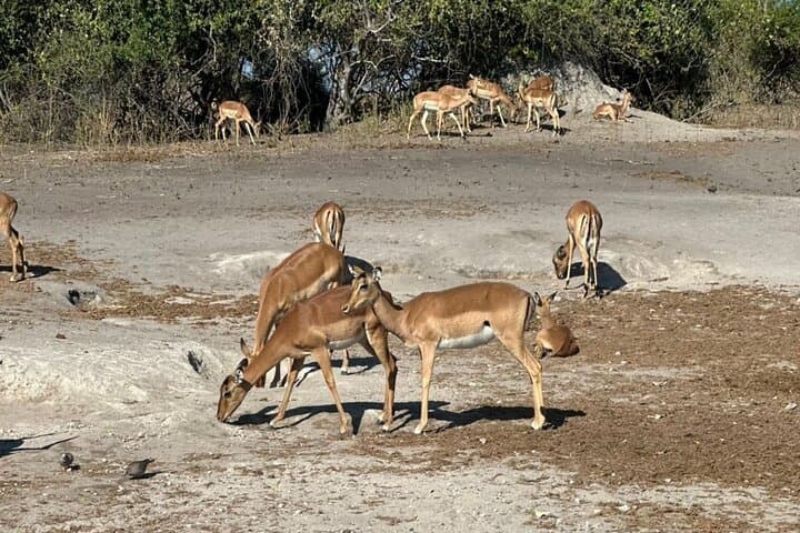 Chobe Full Day Safari: Morning Game Drive and Chobe River Cruise photo 5
