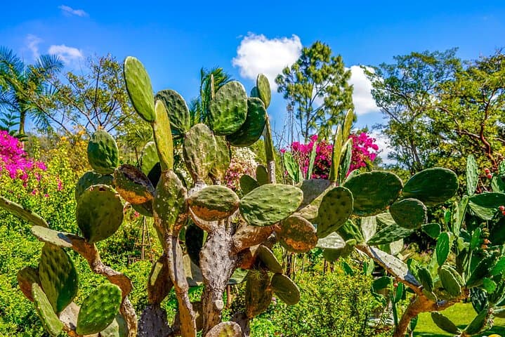 Vallarta Botanical Garden Private Tour — Flora, Wildlife & Tequila Tasting photo 5