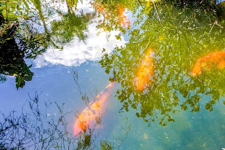 Vallarta Botanical Garden Private Tour — Flora, Wildlife & Tequila Tasting photo 6