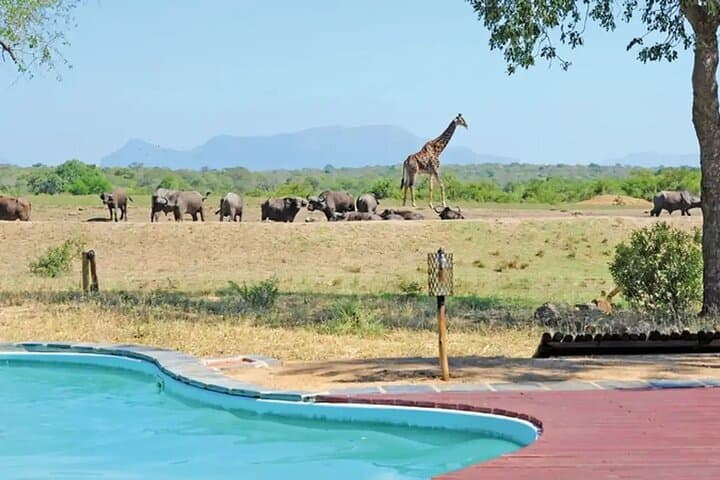 5-Day Tangala Safari Camp — Thornybush Big 5 Safari Experience photo 2